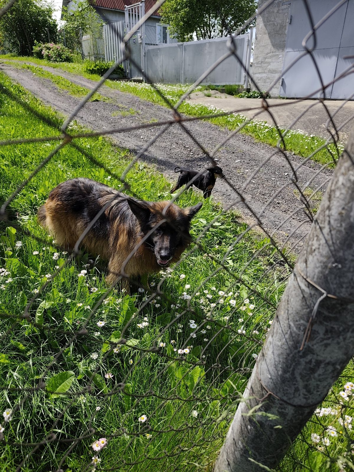 Found Dog in Derby, England — listing photo
