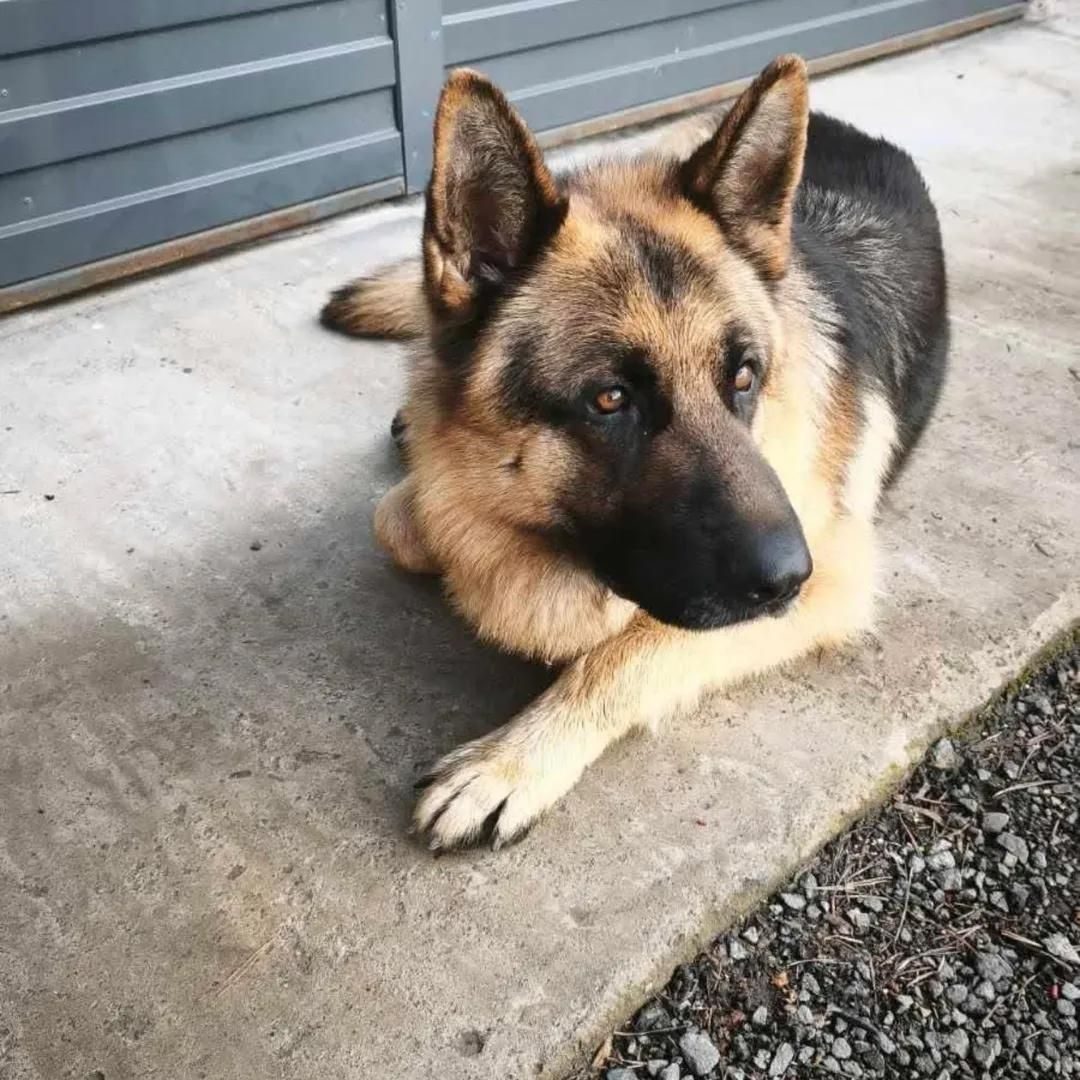 Found Dog in London, England — listing photo