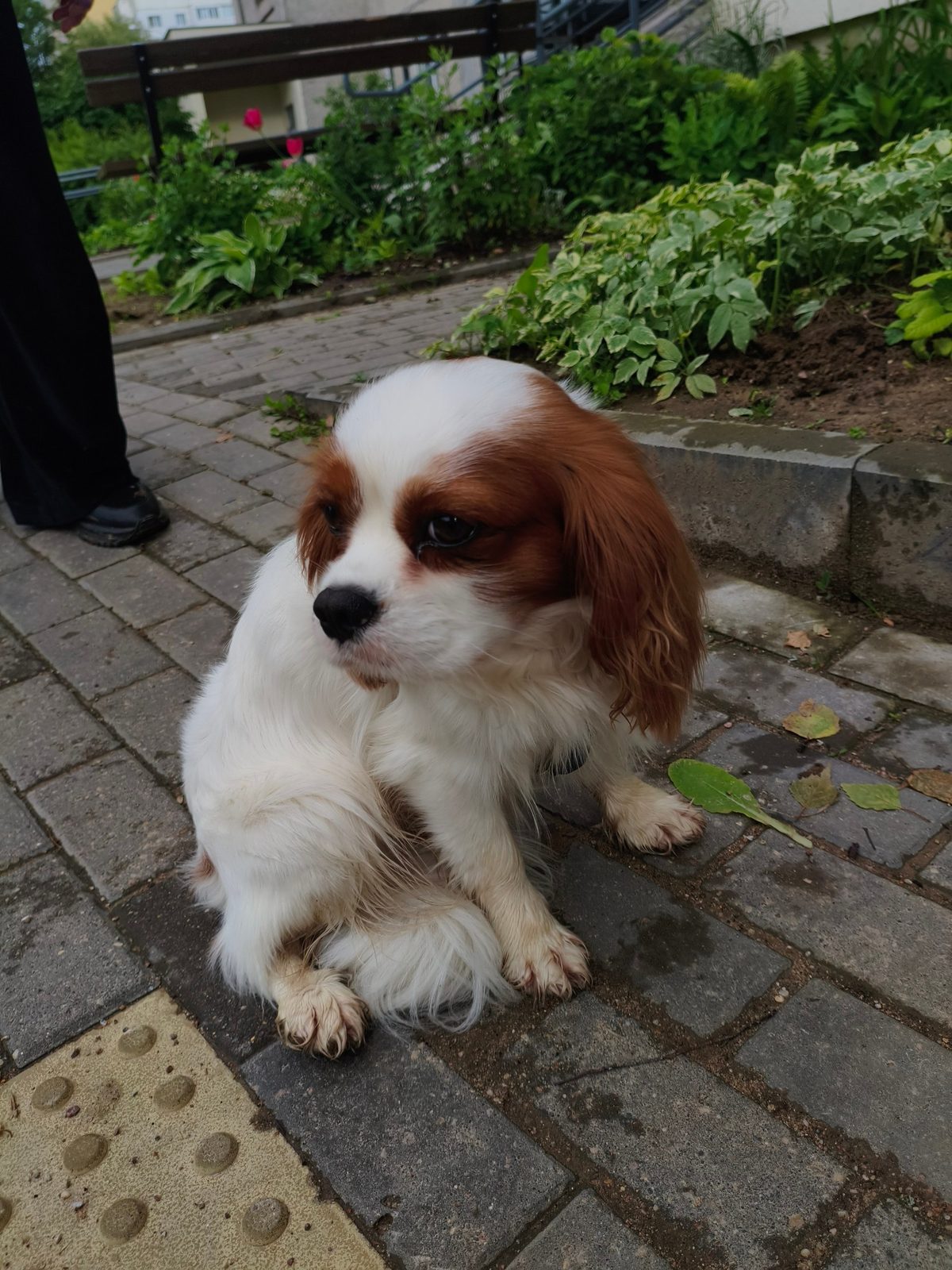 Found Dog in York, England — listing photo