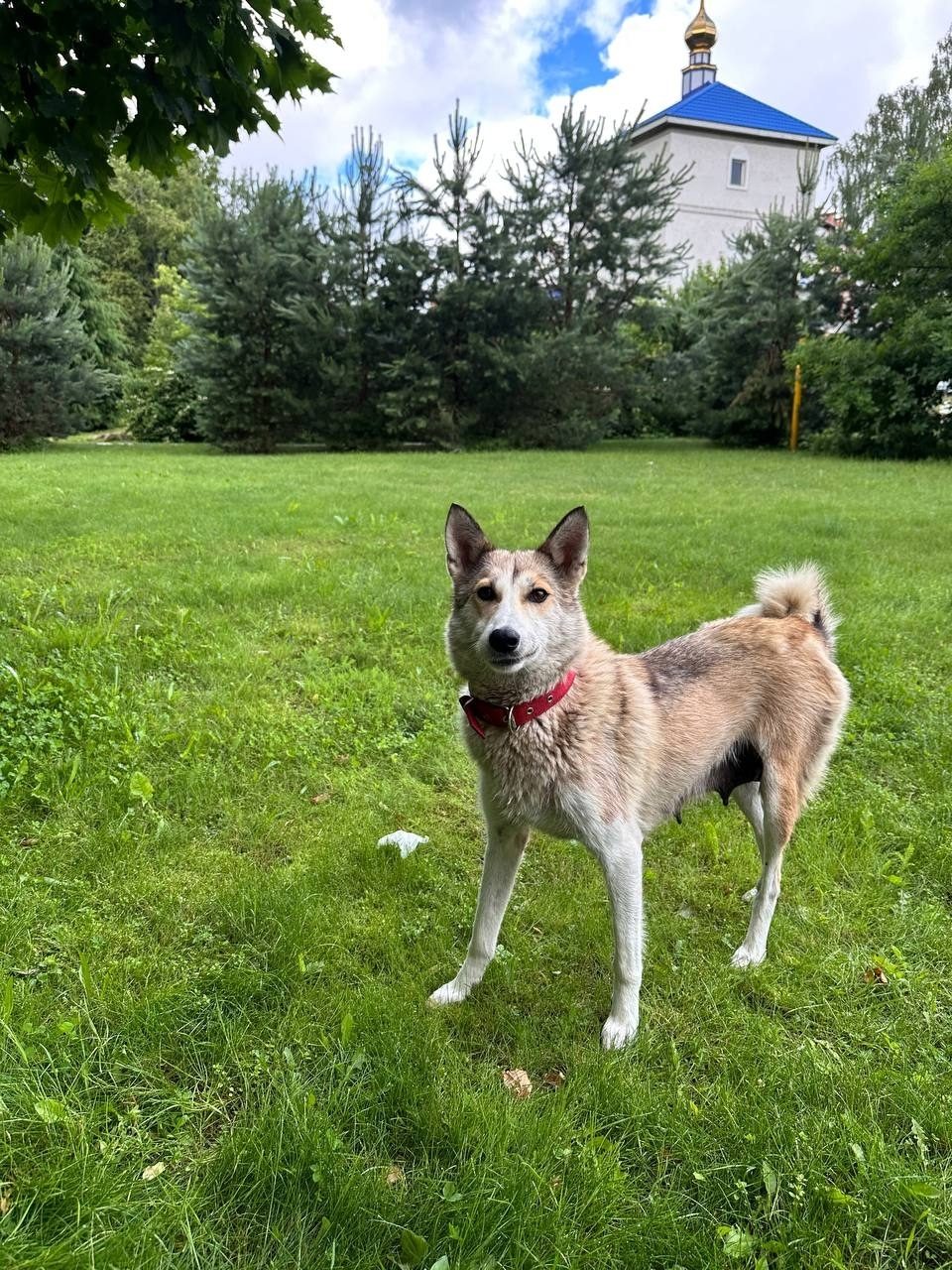 Lost Dog in Reading, England — Have you seen this dog?