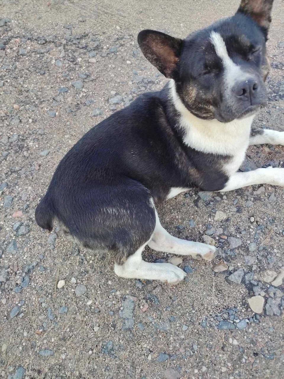 Found Dog in Edinburgh, Scotland — listing photo