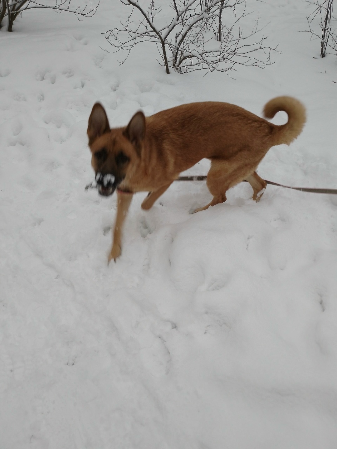 Found Dog in Bristol, England — Dog found nearby