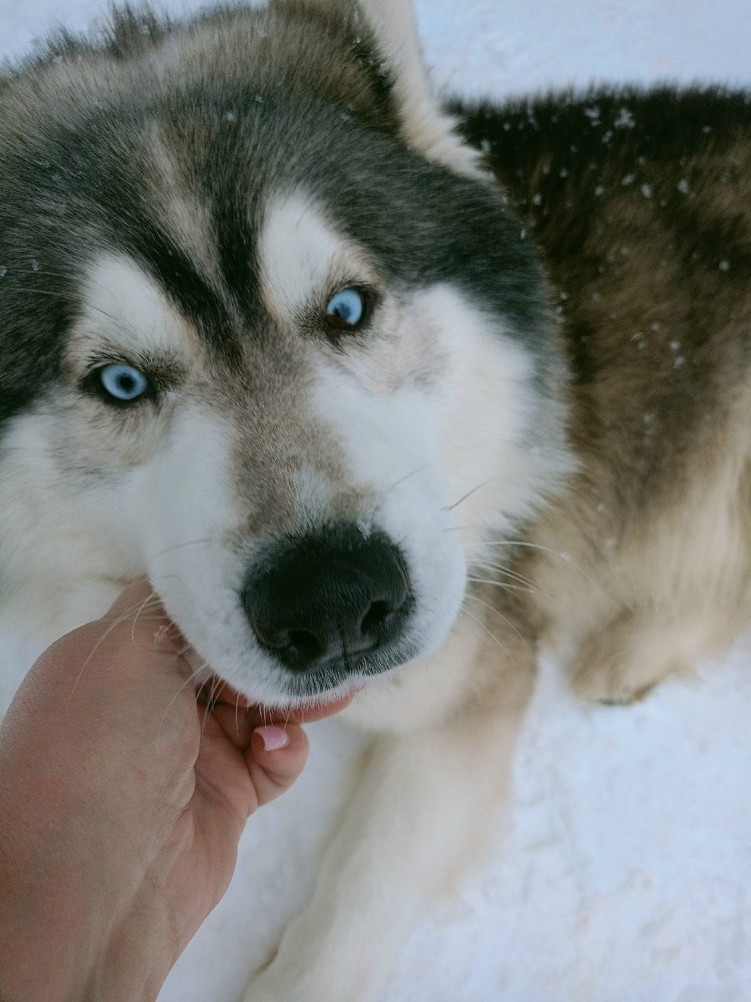 Found Dog in Derby, England — listing photo
