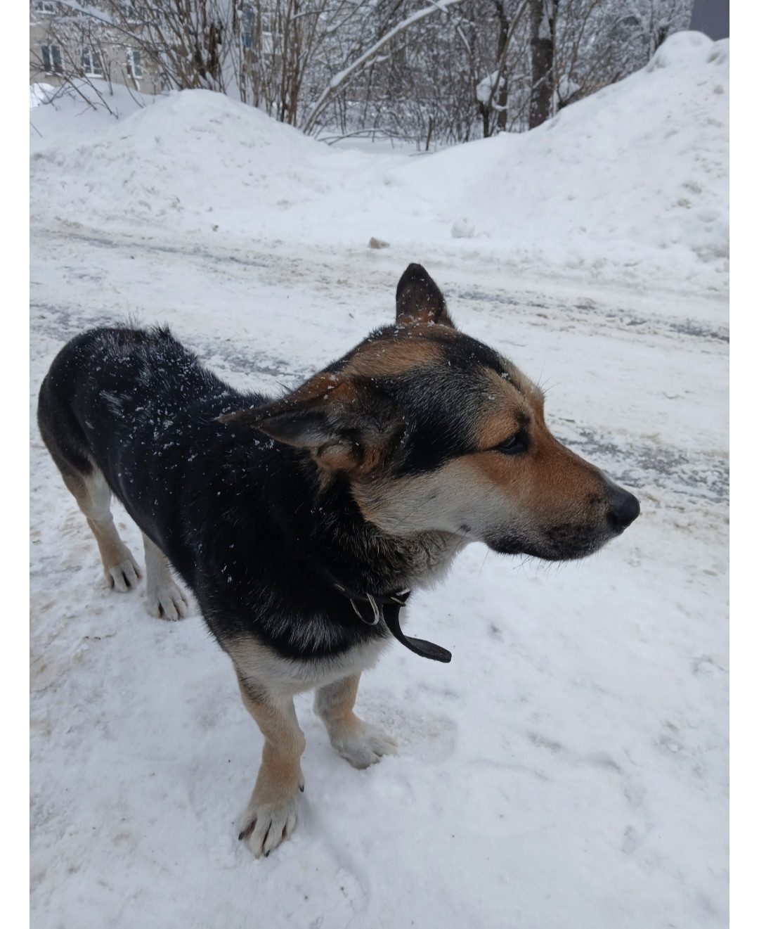 Found Dog in Reading, England — Dog found nearby
