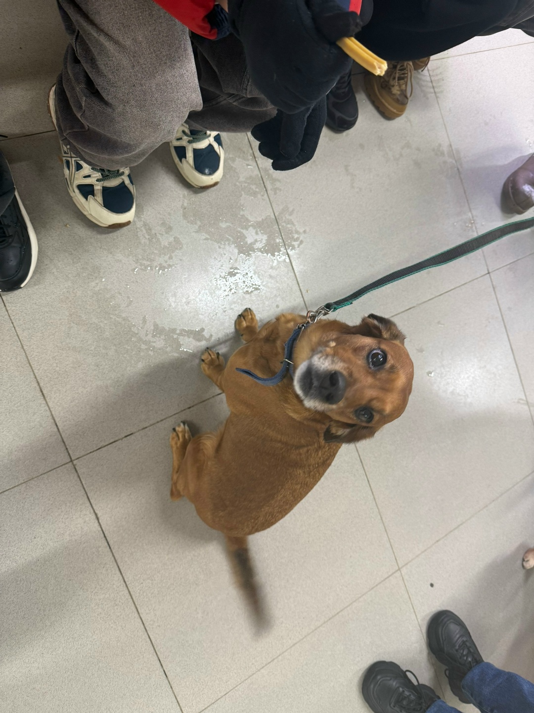 Found Dog in Sheffield, England — listing photo