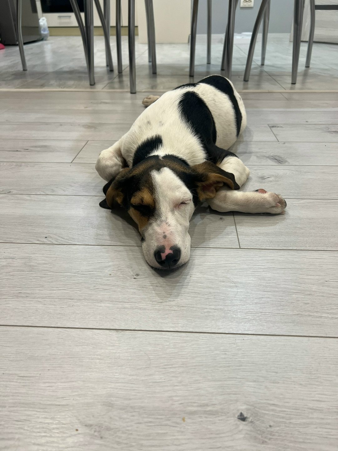 Found Dog in Liverpool, England — listing photo