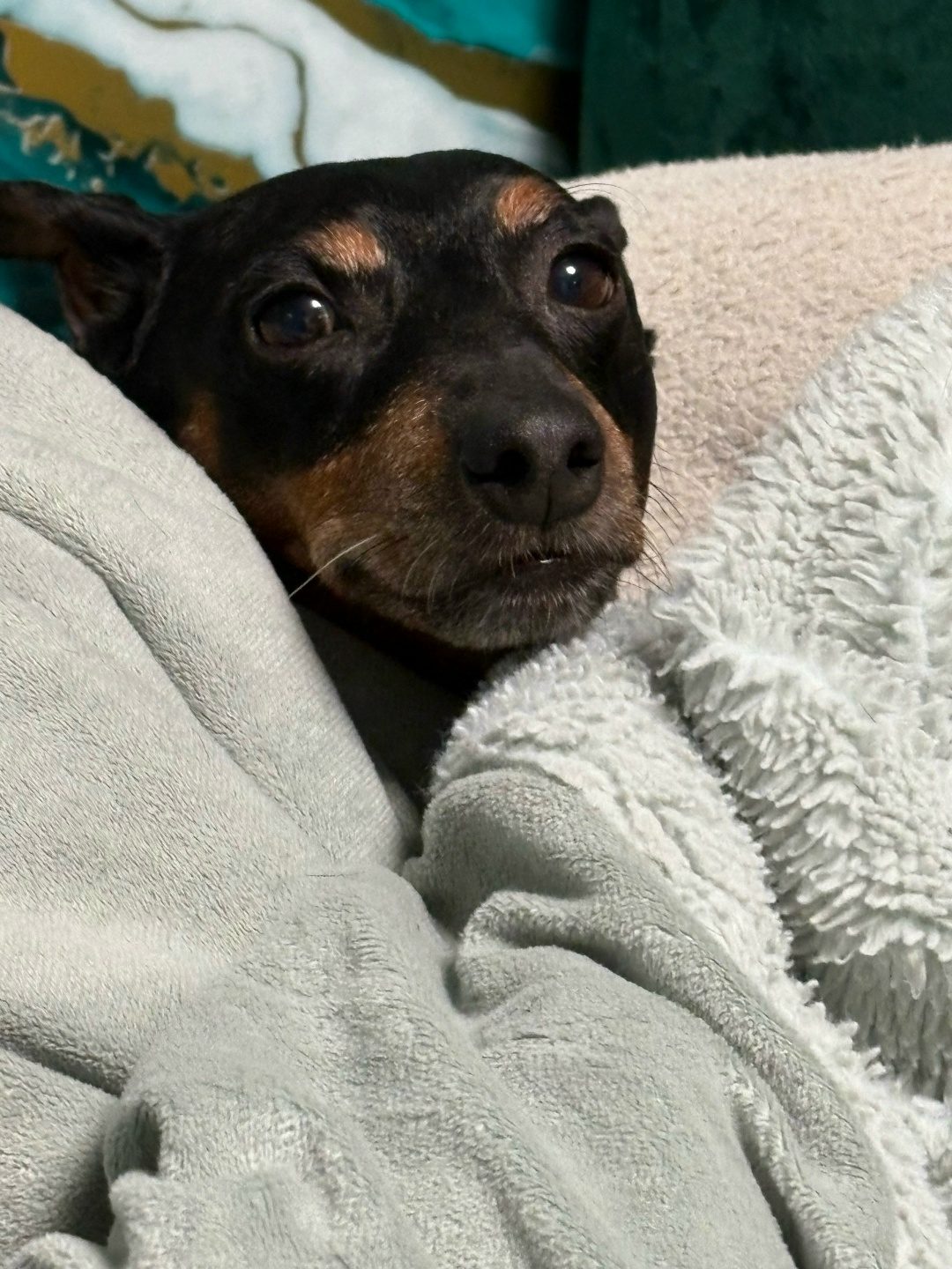 Lost Dog in Oxford, England — listing photo