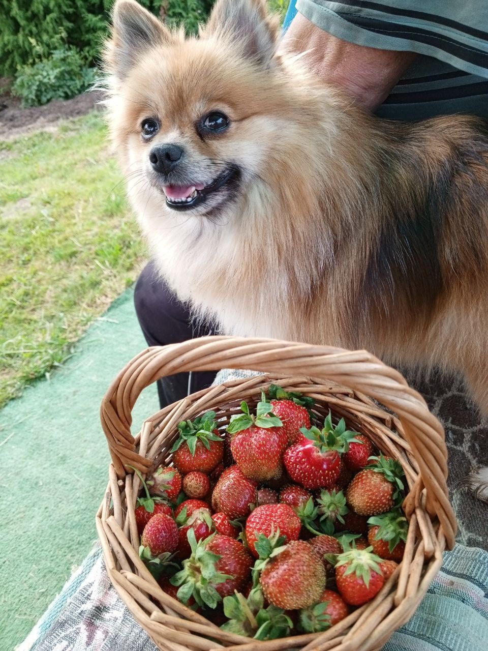 Lost Dog in Aberdeen, Scotland — Have you seen this dog?