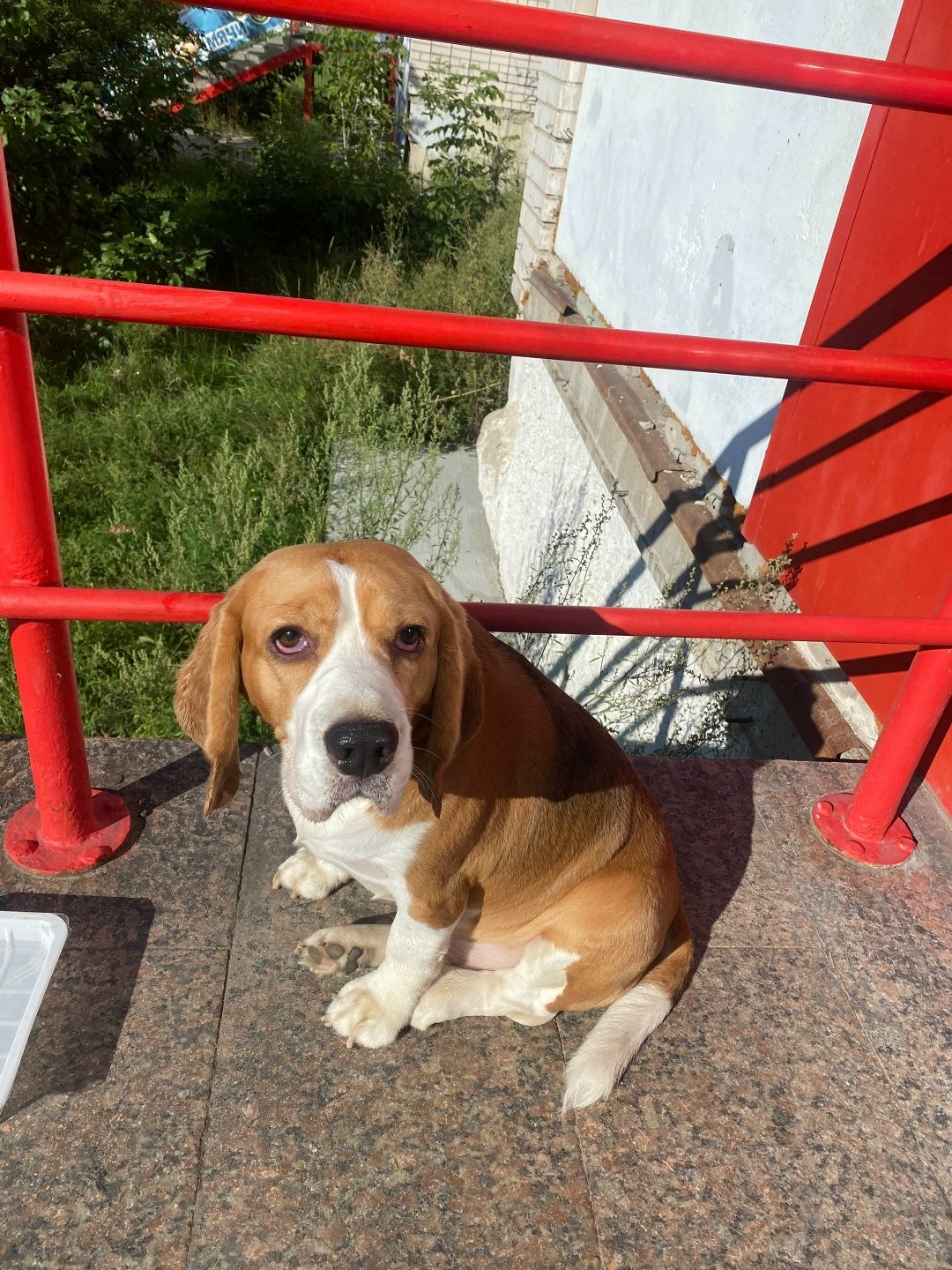 Lost Dog in Cardiff, Wales — listing photo