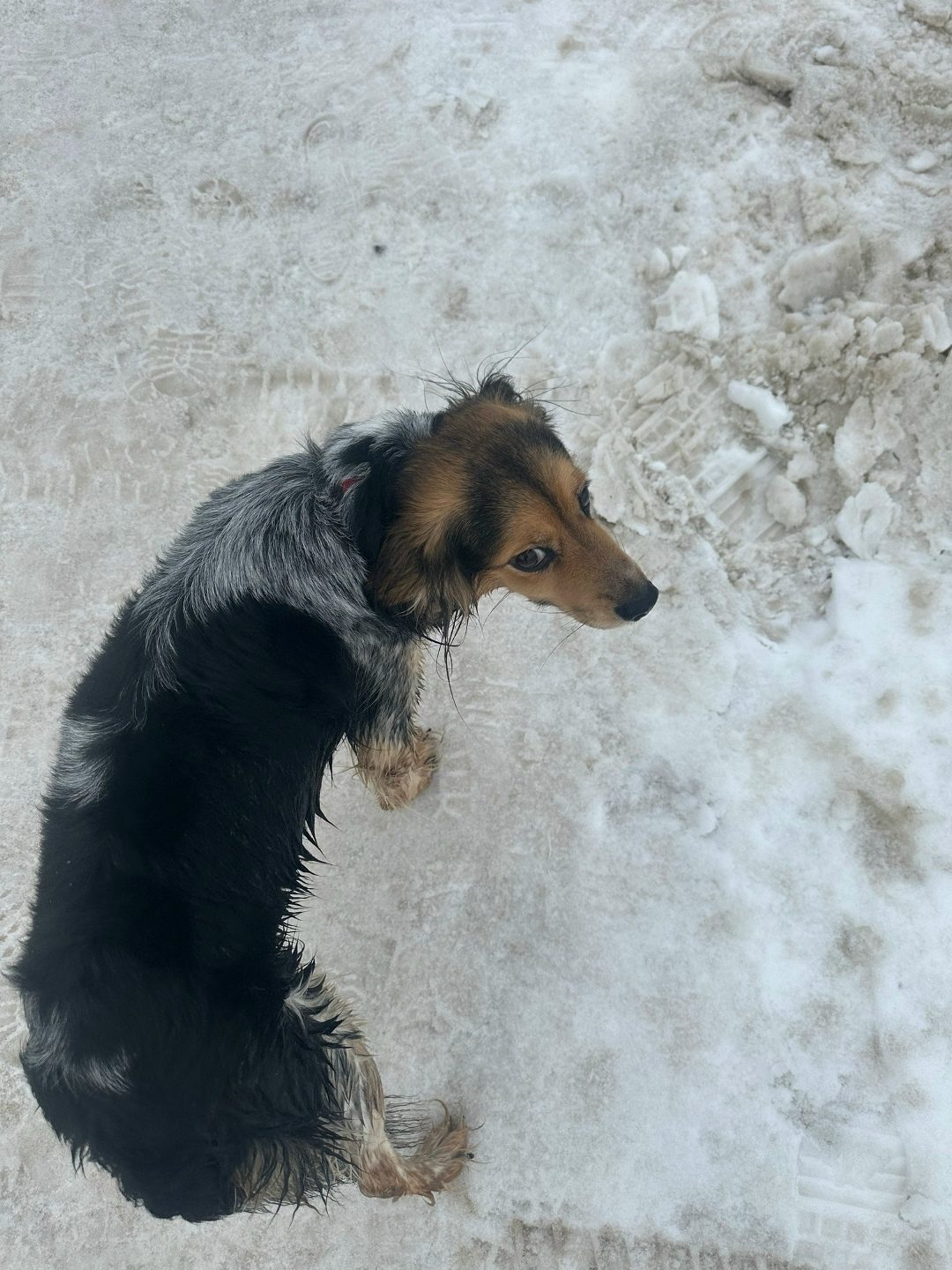Found Dog in Birmingham, England — Dog found nearby