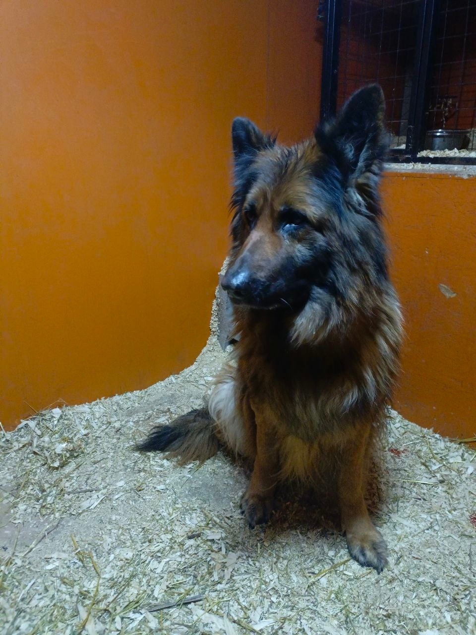 Found Dog in Cardiff, Wales — listing photo