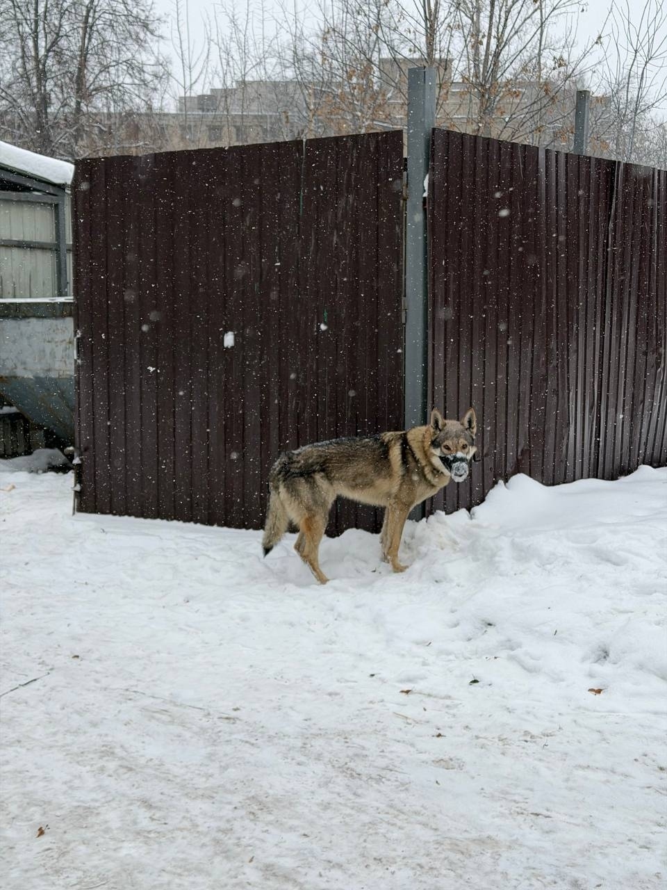 Found Dog in Cambridge, England — Dog found nearby