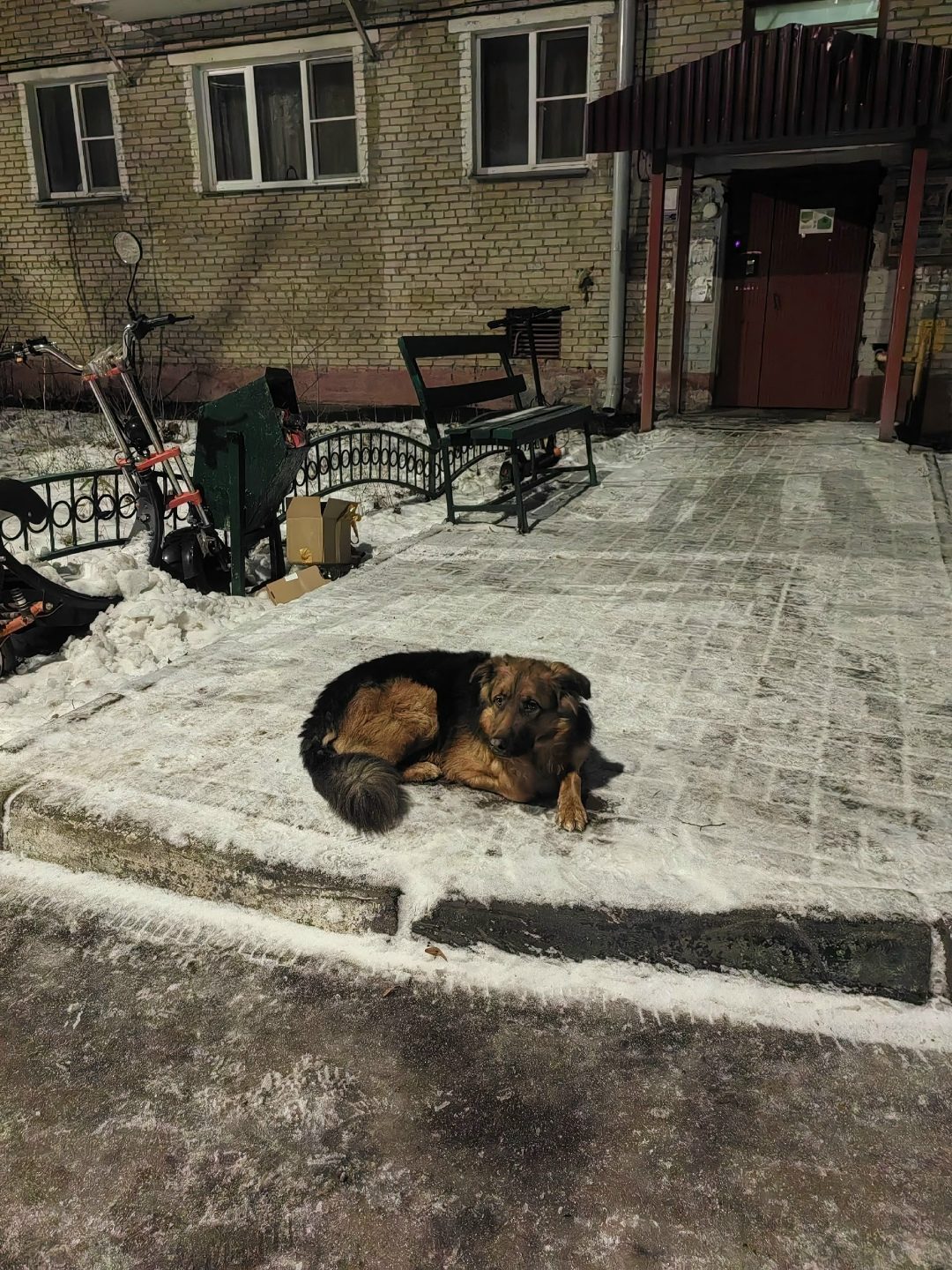 Found Dog in York, England — listing photo