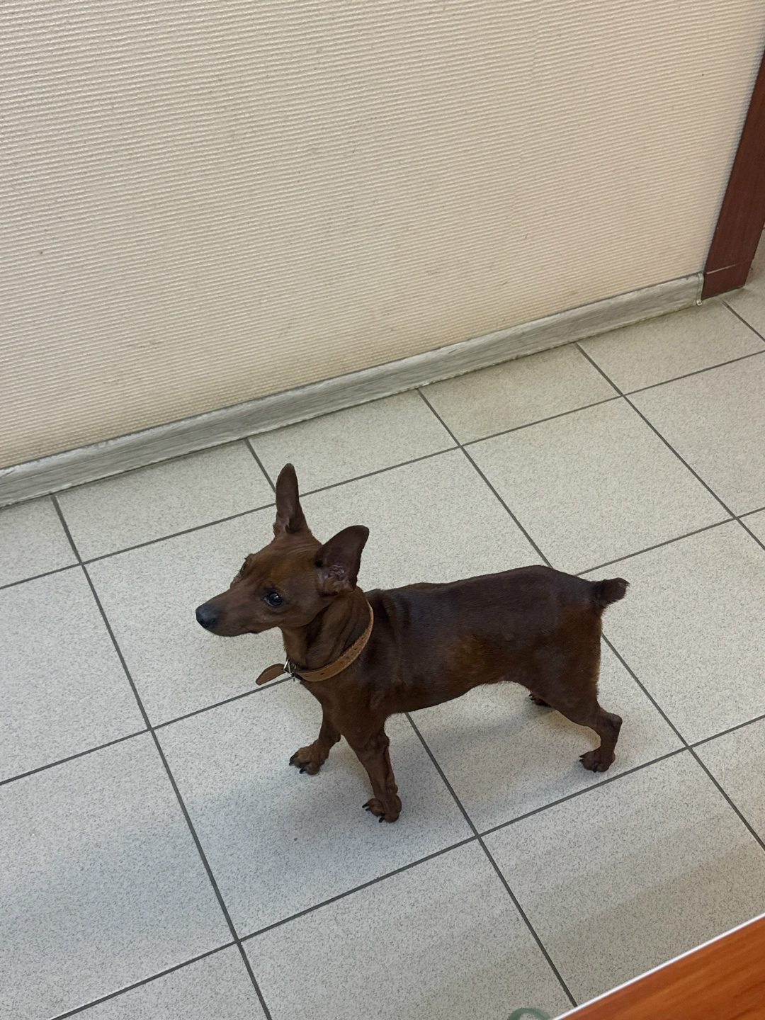 Found Dog in Newcastle upon Tyne, England — Stray dog found safe