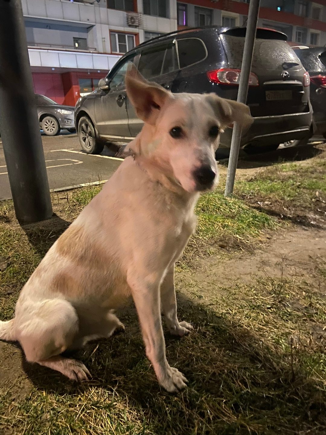 Found Dog in Manchester, England — listing photo