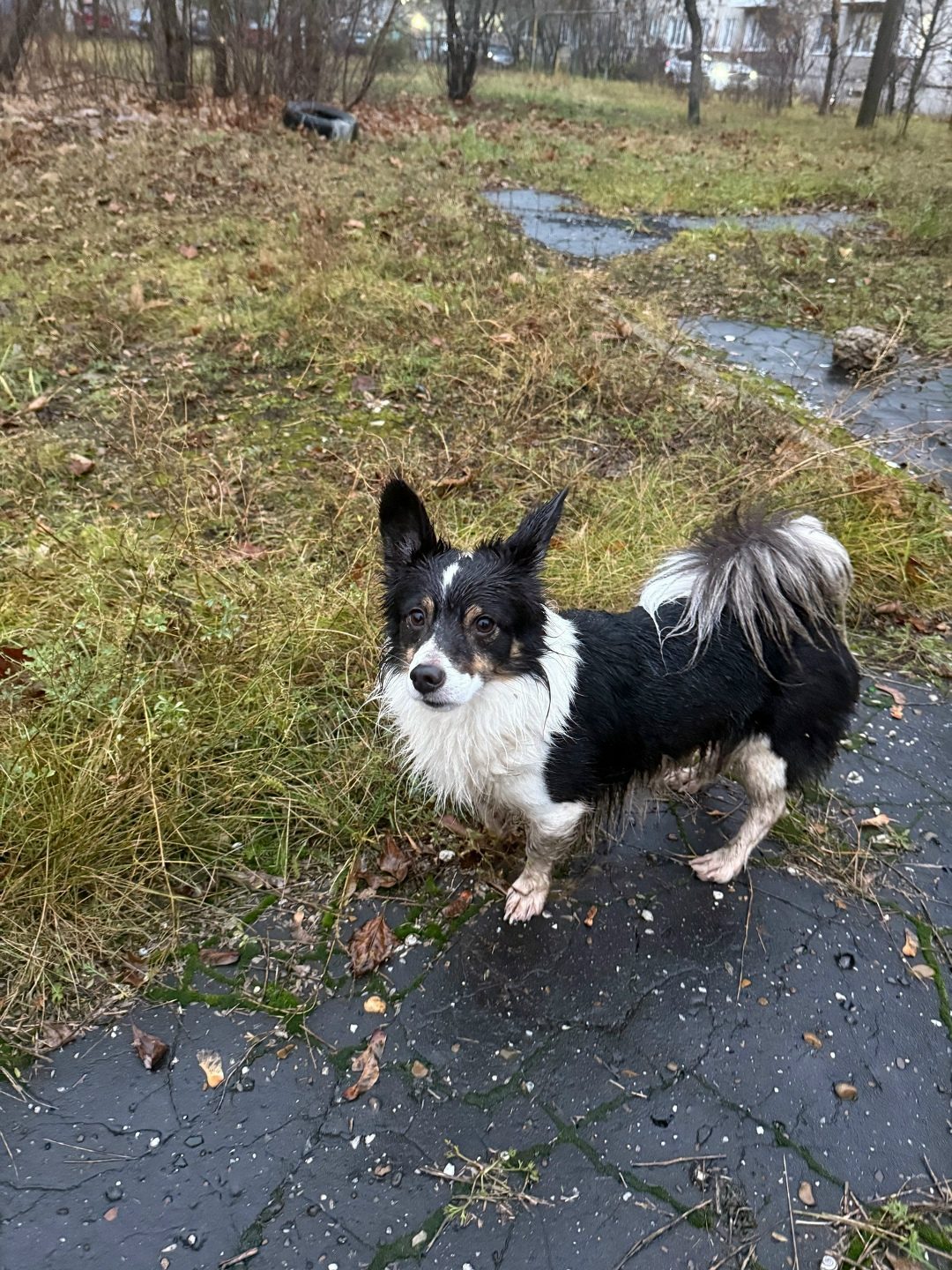 Found Dog in Leicester, England — Stray dog found safe