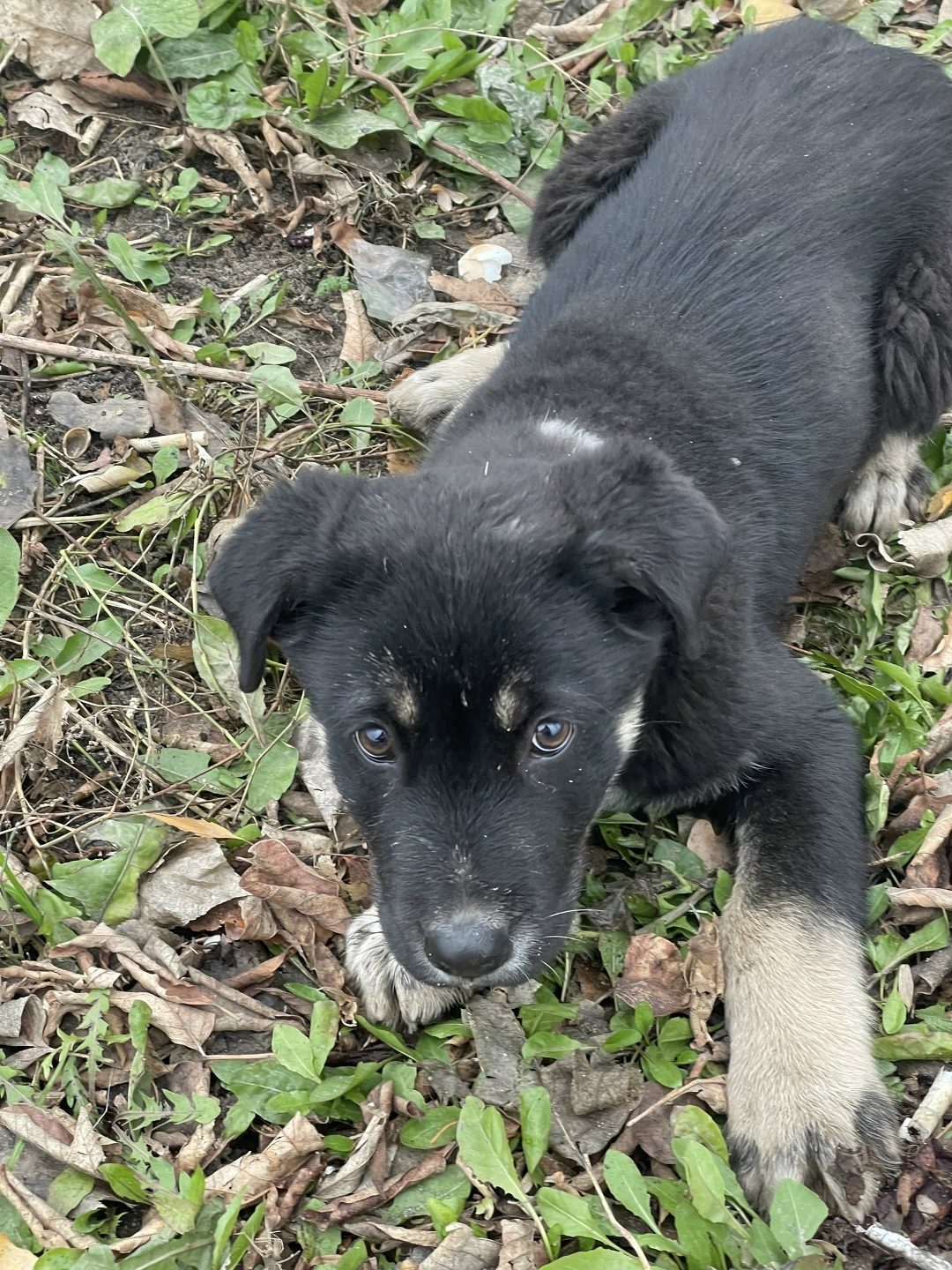 Found Dog in Manchester, England — listing photo