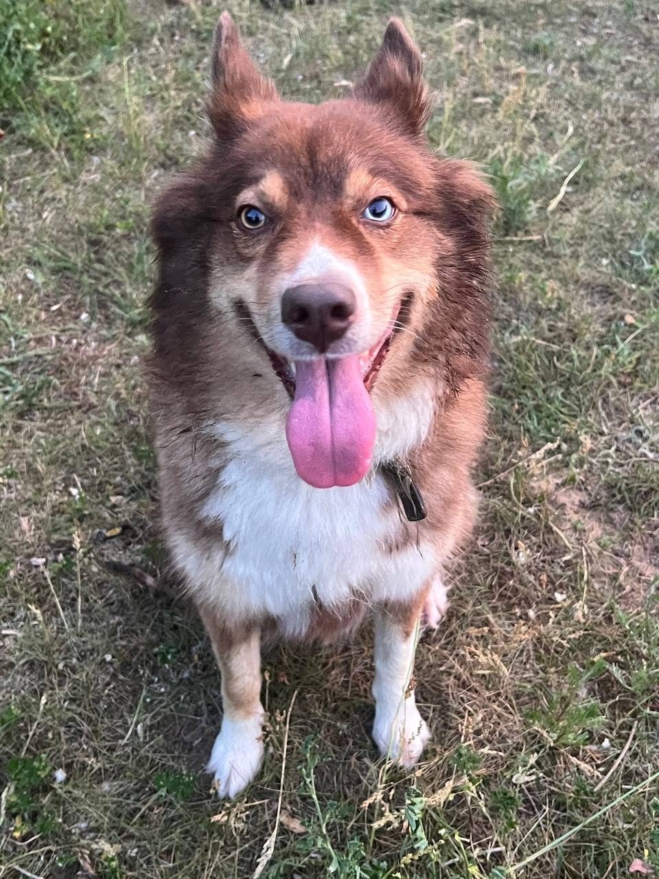 Found Dog in Liverpool, England — listing photo