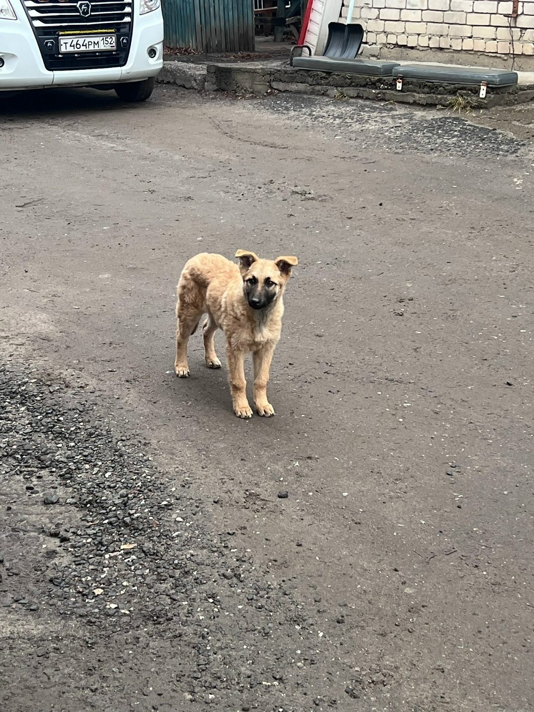 Lost Dog in Newcastle upon Tyne, England — Have you seen this dog?