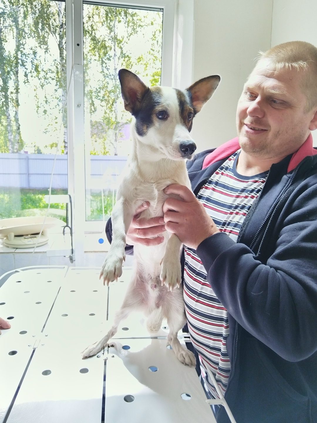 Found Dog in Sheffield, England — listing photo