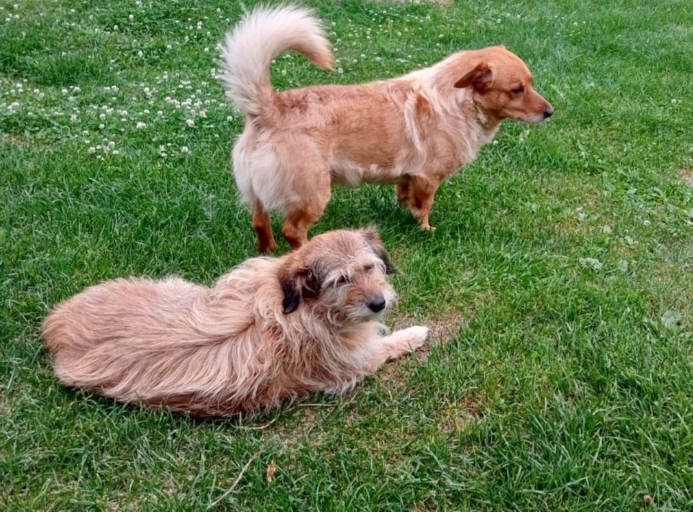 Lost Dog in Cardiff, Wales — listing photo