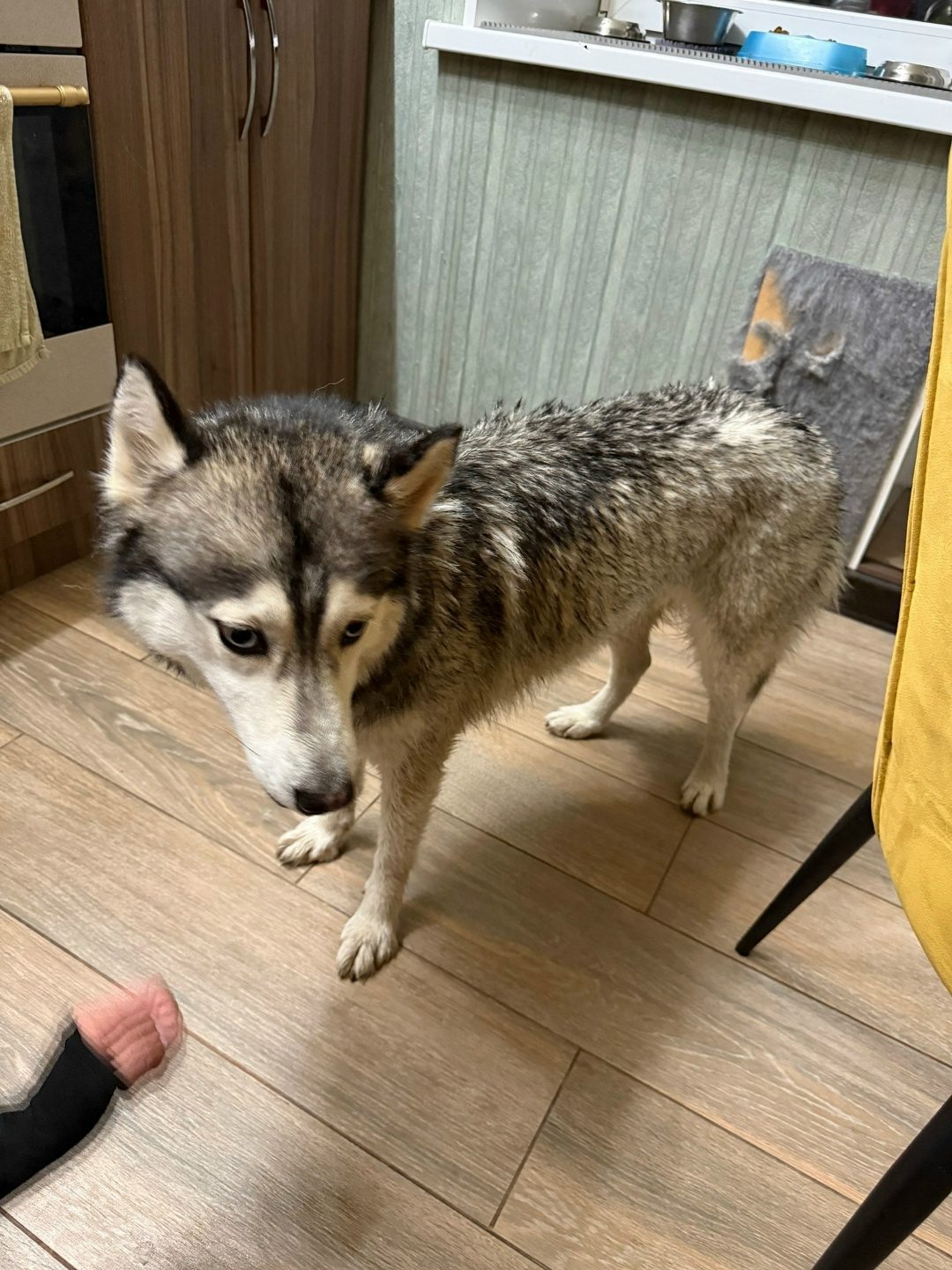 Found Dog in Liverpool, England — listing photo