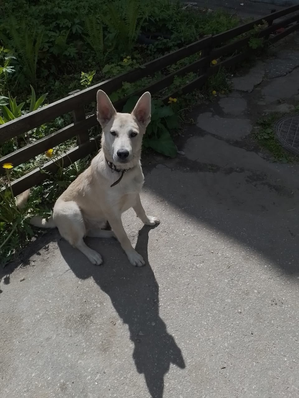 Found Dog in Plymouth, England — Dog found nearby