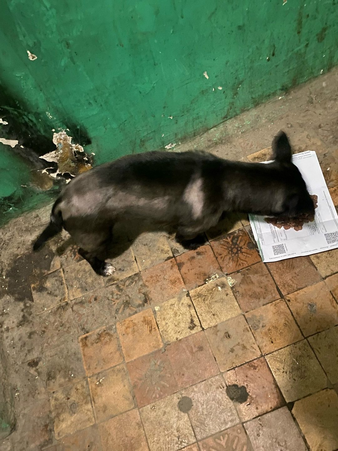 Found Dog in Portsmouth, England — Dog found nearby