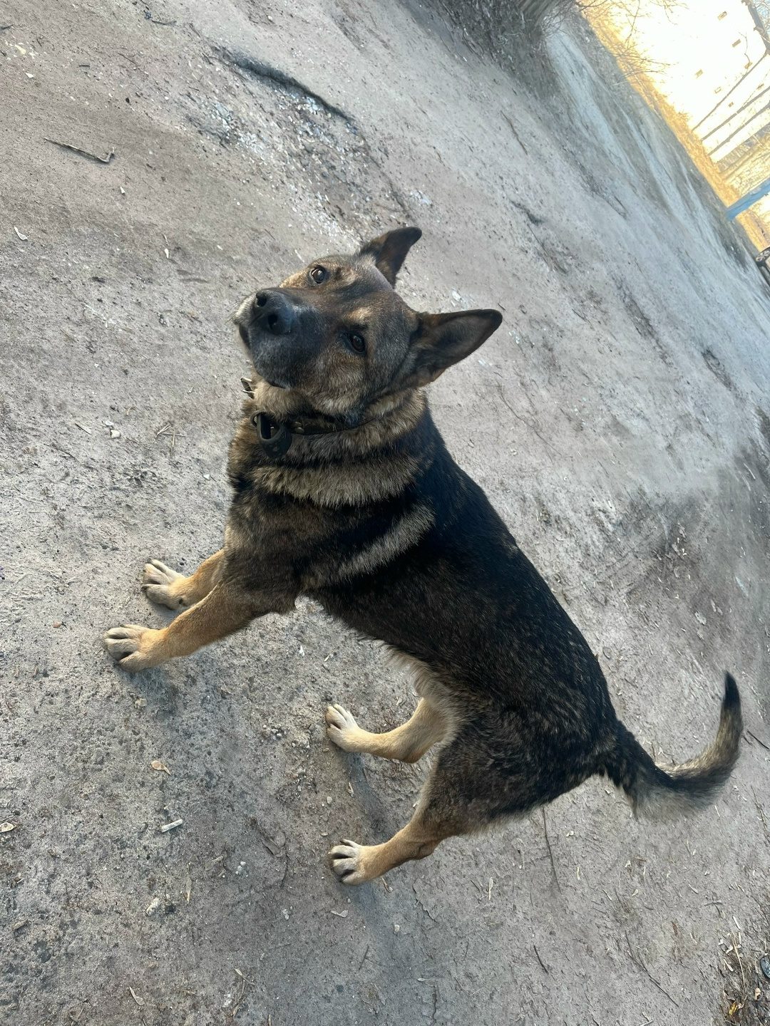 Found Dog in Oxford, England — listing photo