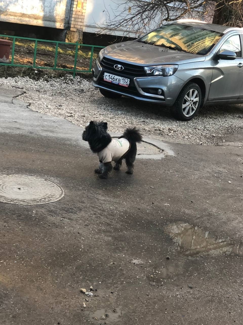 Found Dog in Bristol, England — Dog found nearby
