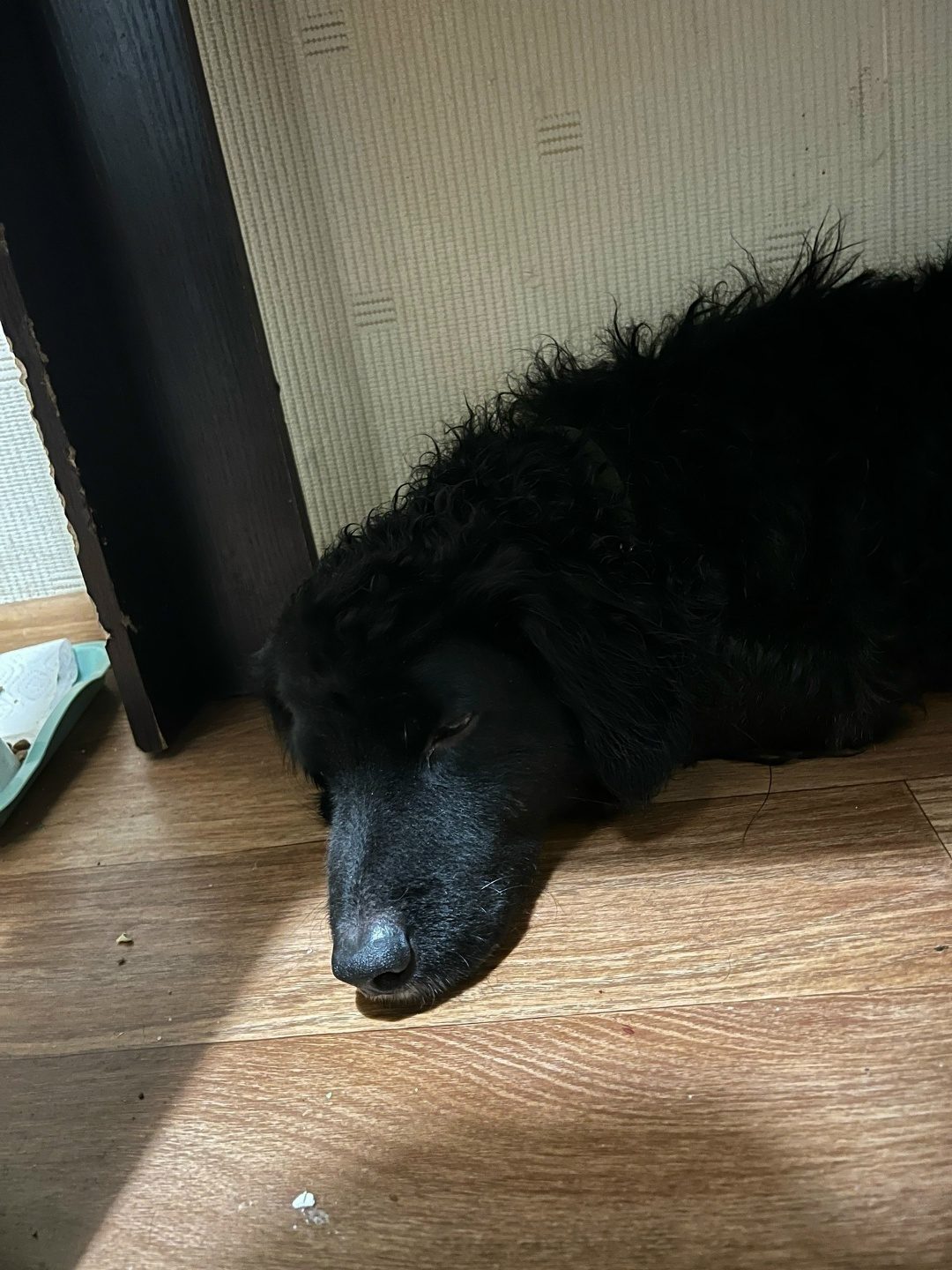 Found Dog in Stoke-on-Trent, England — Stray dog found safe