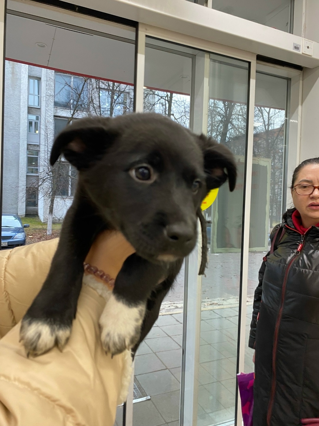 Found Dog in Glasgow, Scotland — Dog found nearby
