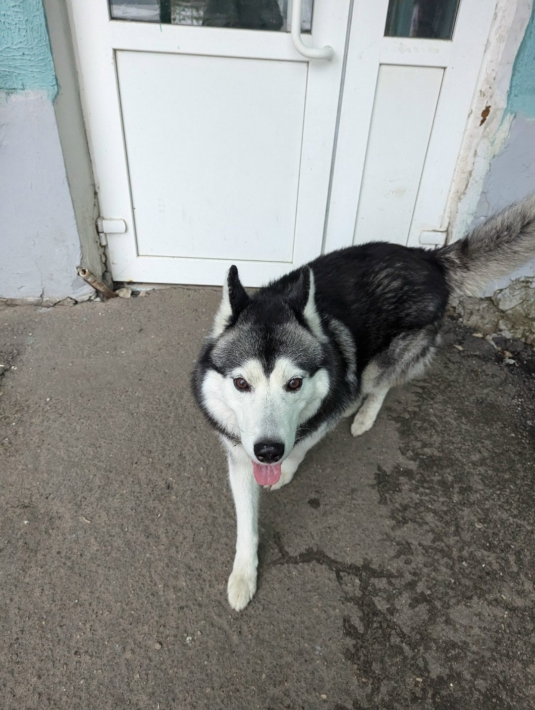 Lost Dog in Leicester, England — listing photo