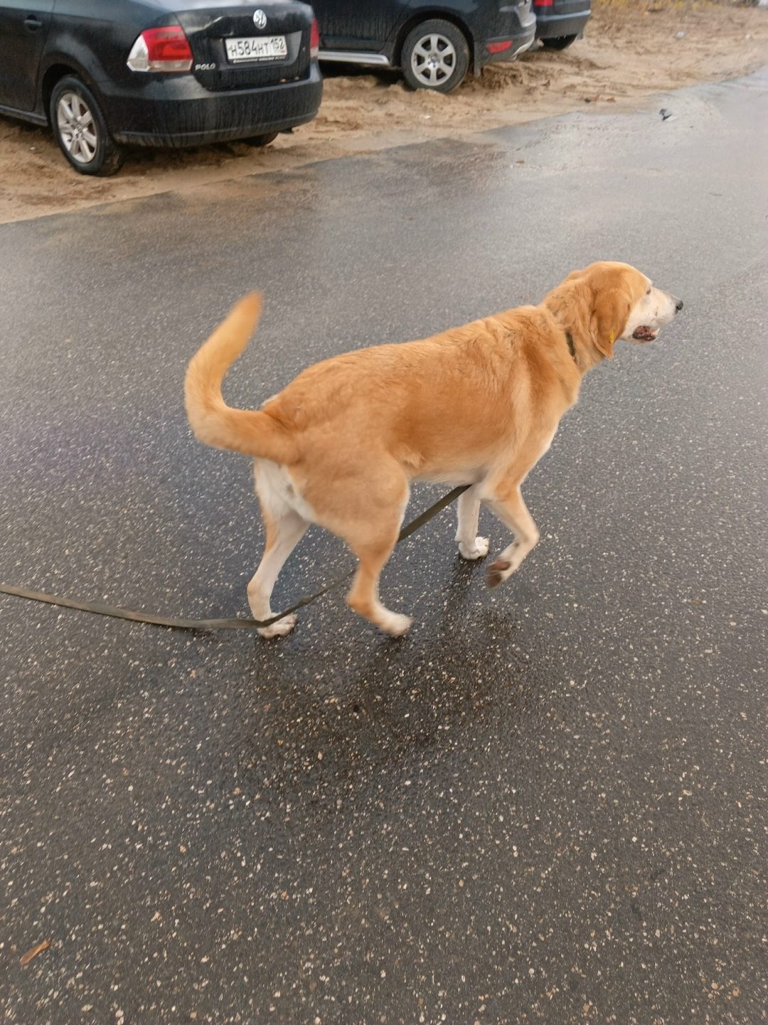 Found Dog in Southampton, England — listing photo