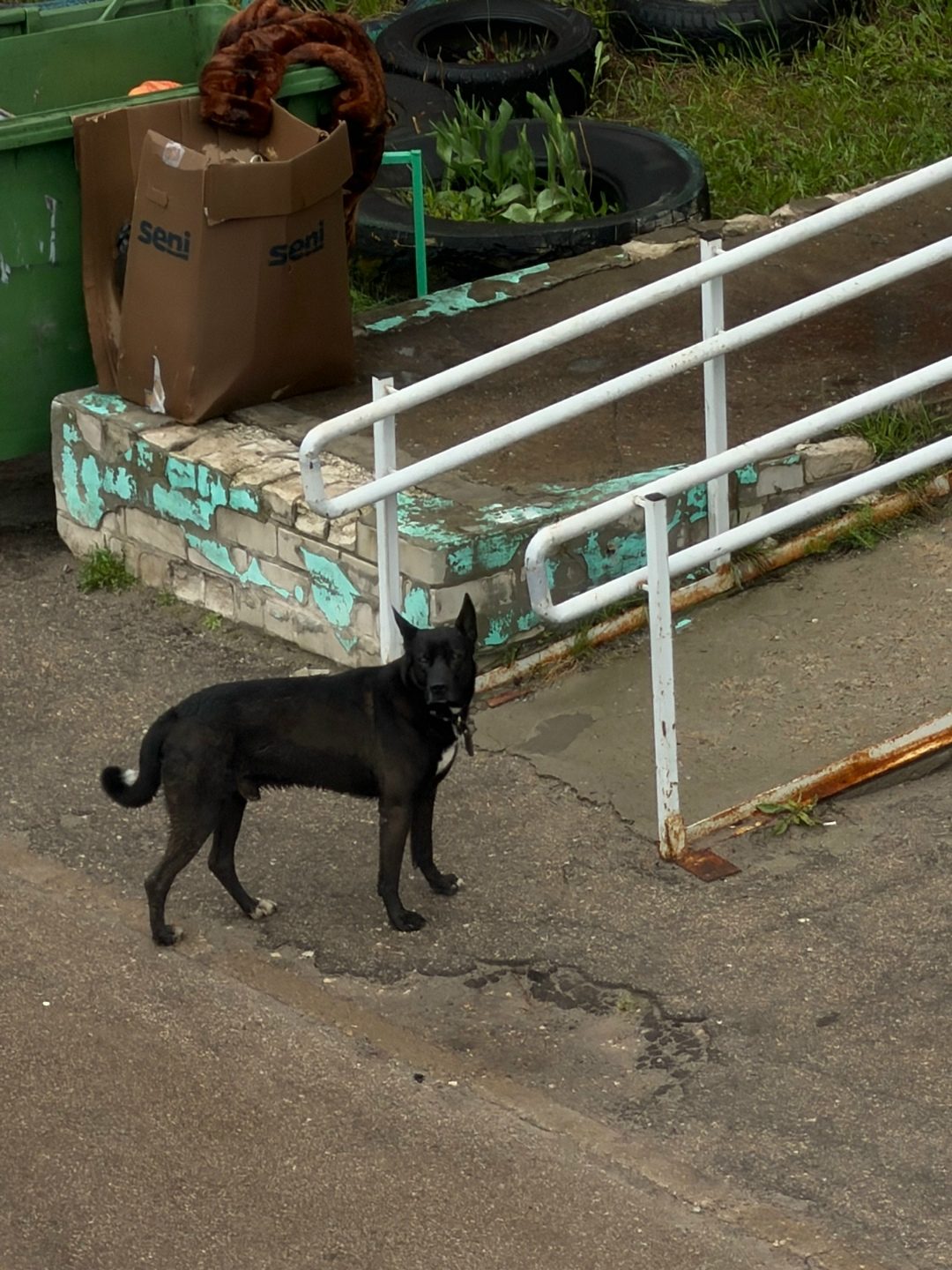 Found Dog in Belfast, Northern Ireland — Dog found nearby