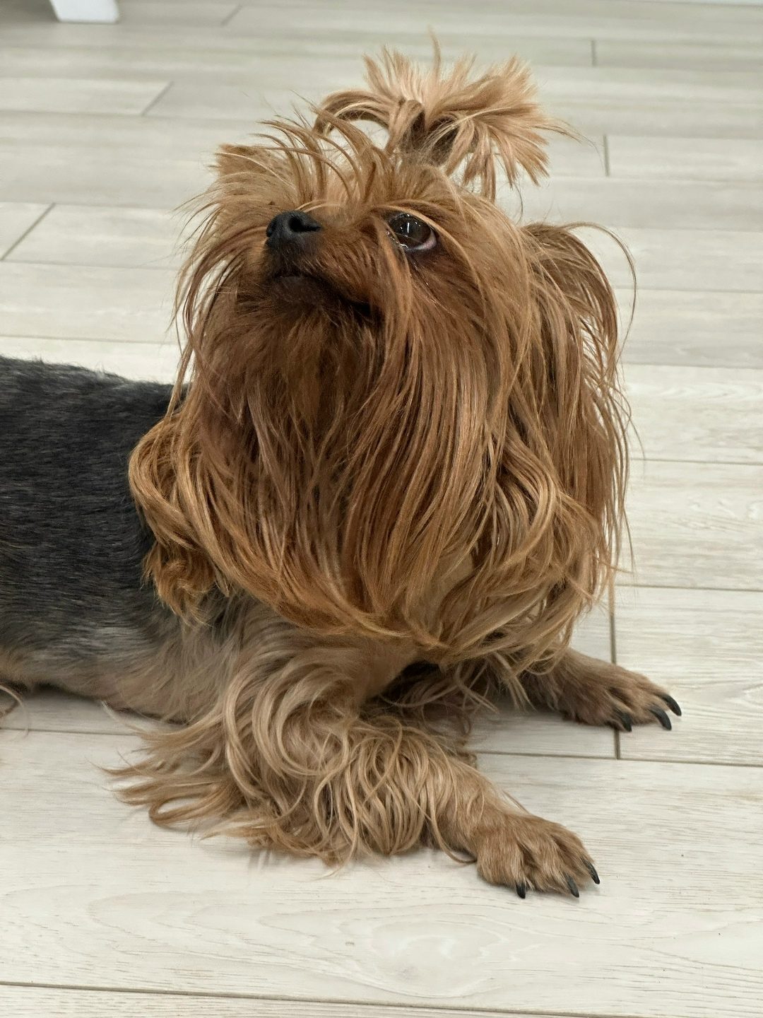 Found Dog in Aberdeen, Scotland — Dog found nearby