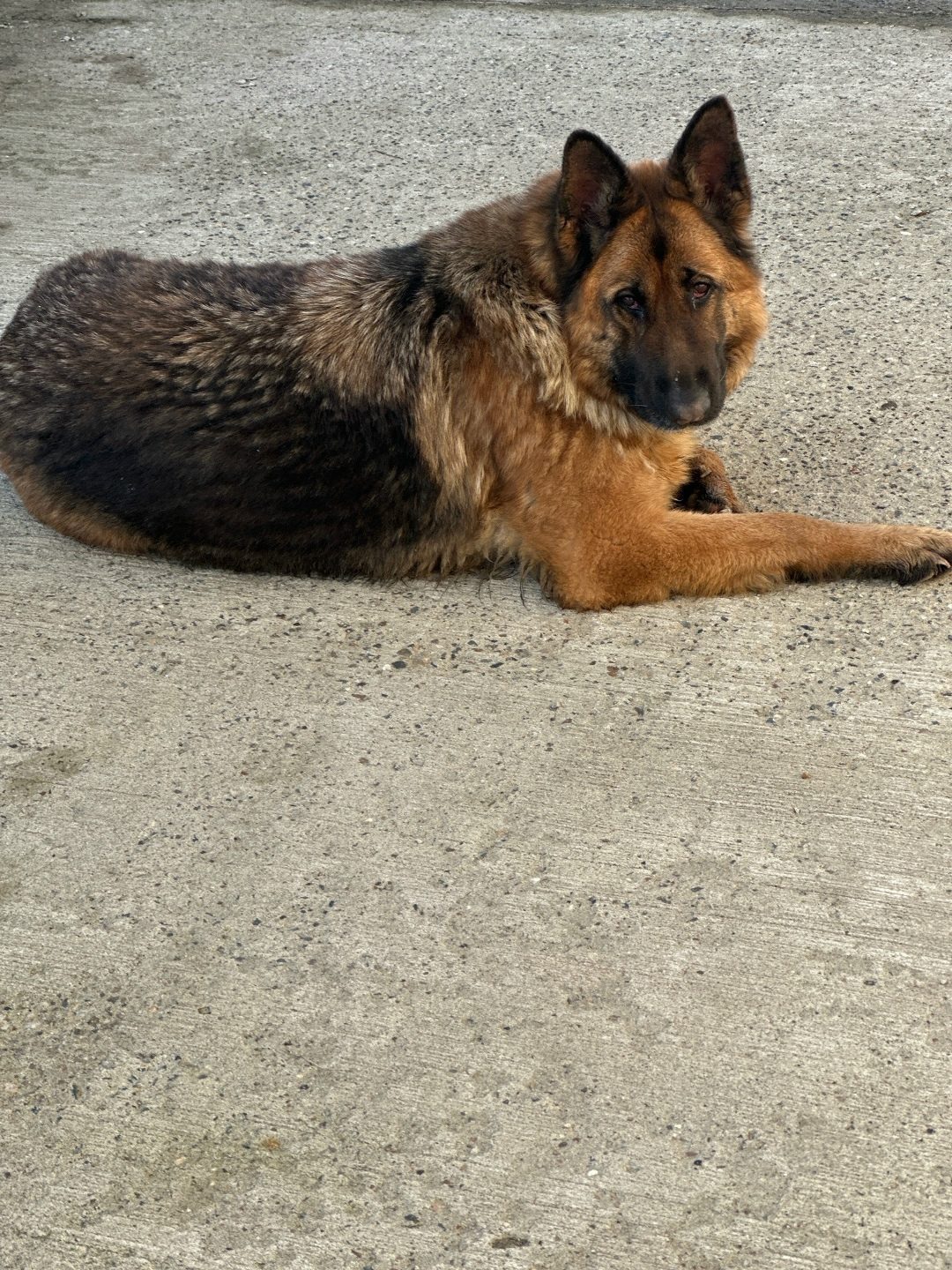 Found Dog in Cardiff, Wales — listing photo