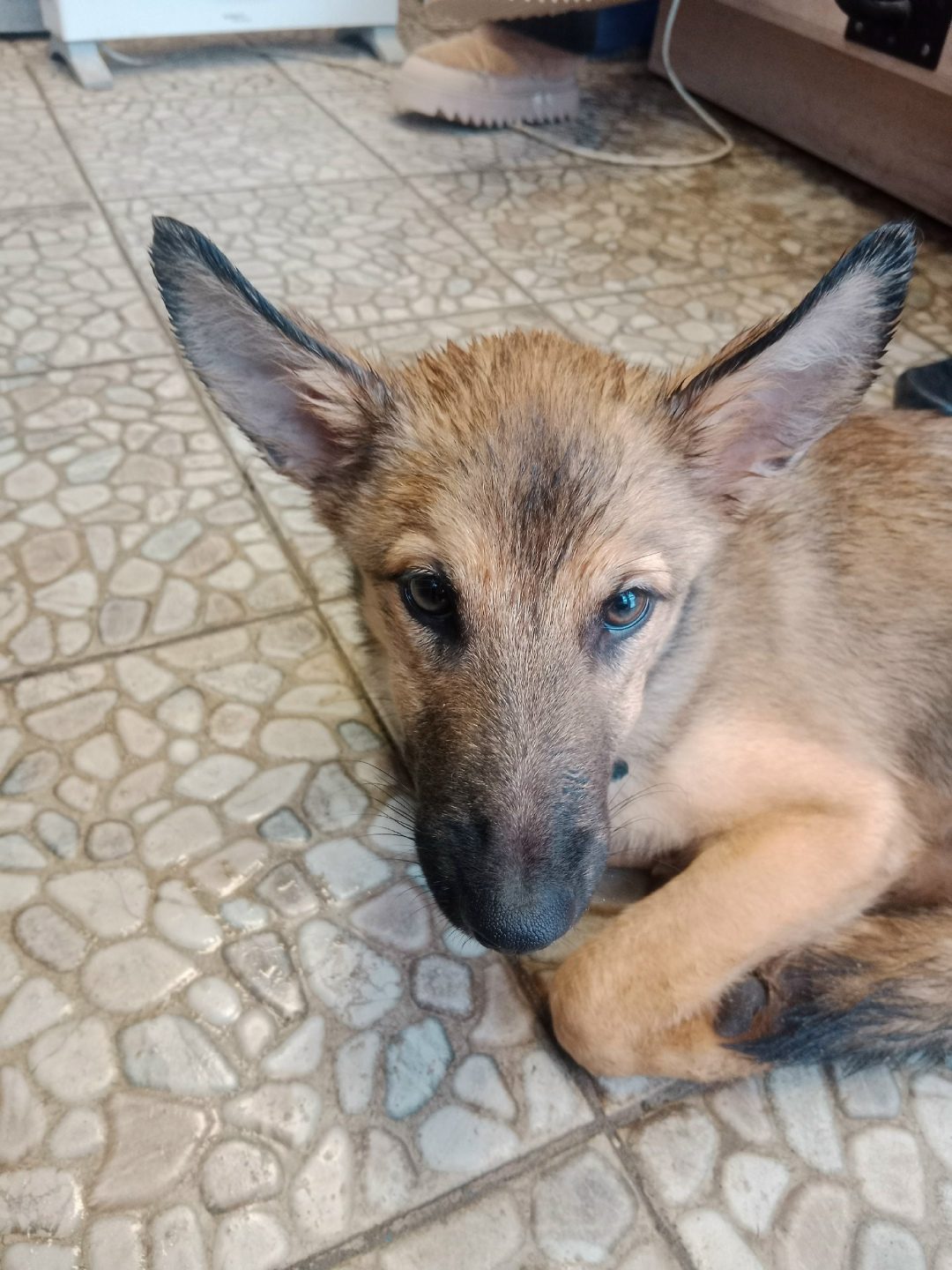 Found Dog in Cambridge, England — Dog found nearby