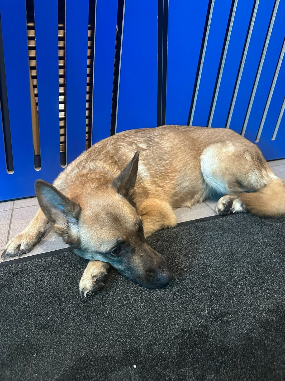 Found Dog in Bristol, England — Stray dog found safe