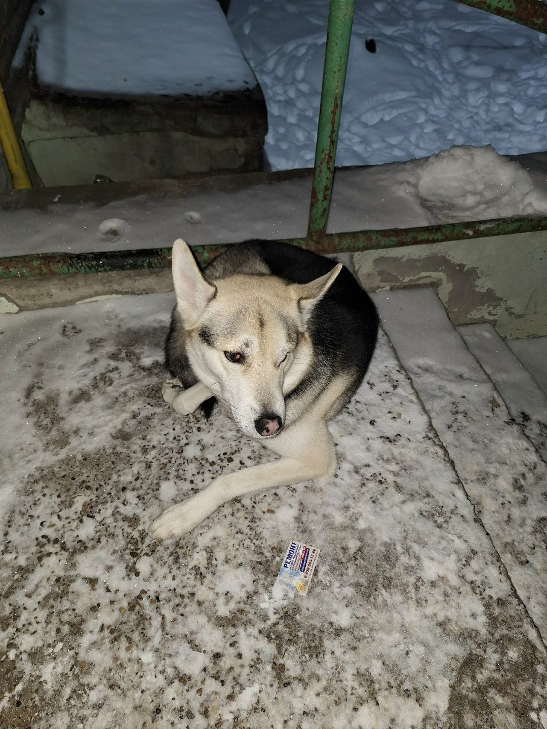 Found Dog in Oxford, England — listing photo