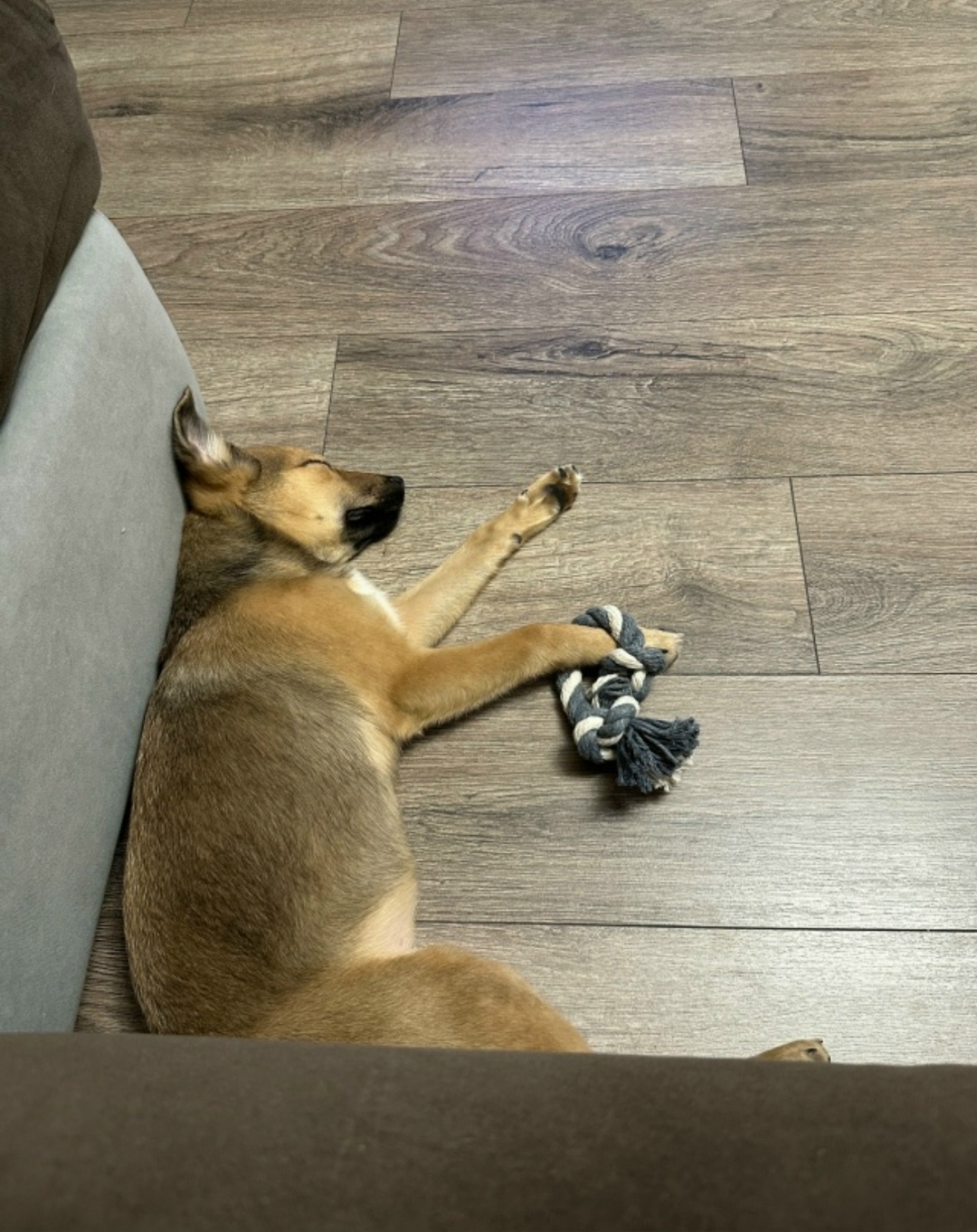 Lost Dog in Wolverhampton, England — listing photo