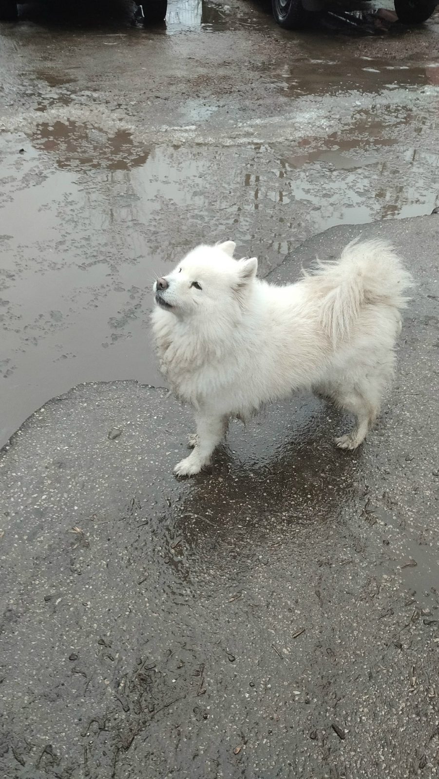 Found Dog in Coventry, England — listing photo