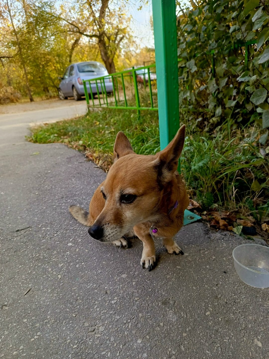 Found Dog in Wolverhampton, England — listing photo