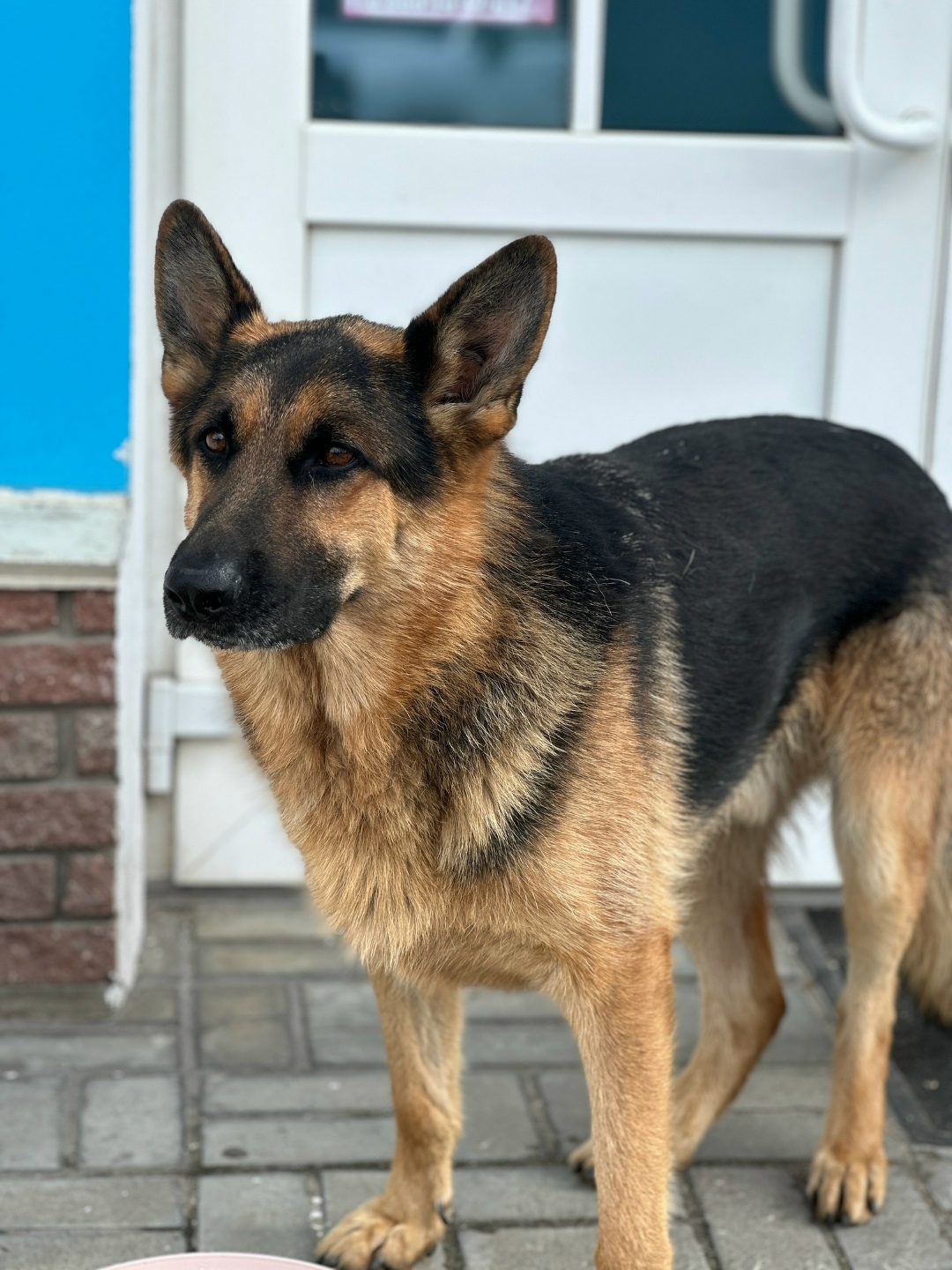 Found Dog in Norwich, England — Dog found nearby