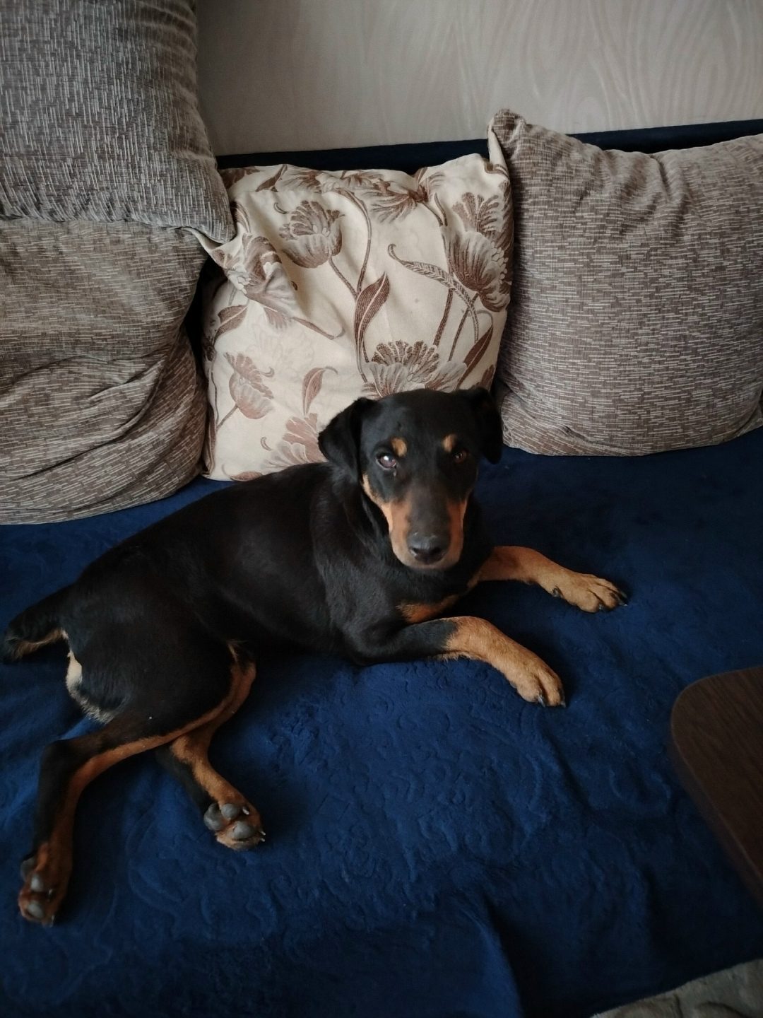 Found Dog in Bristol, England — Dog found nearby