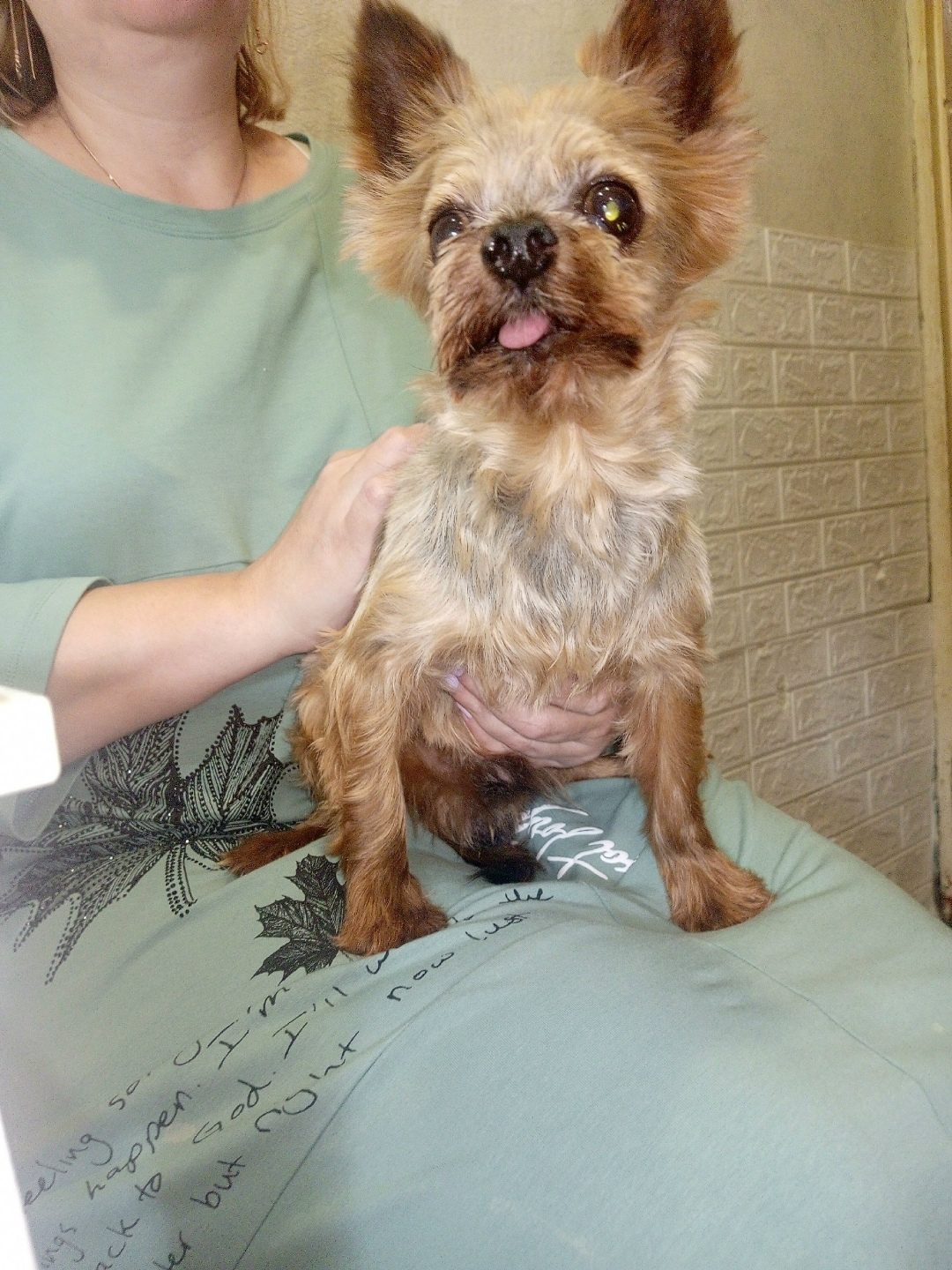 Found Dog in Coventry, England — listing photo