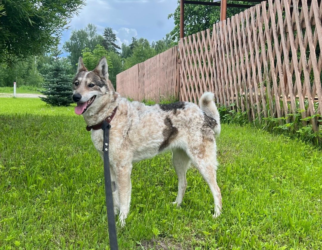 Found Dog in Aberdeen, Scotland — Stray dog found safe