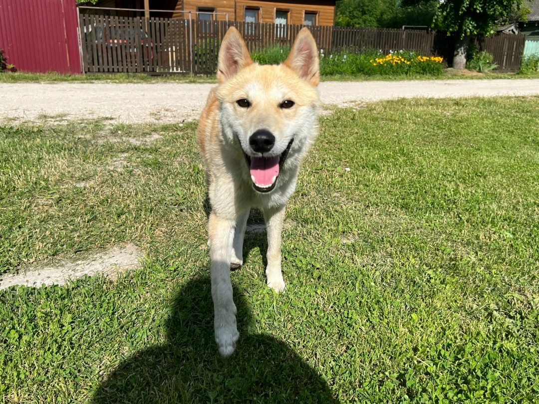 Lost Dog in Sheffield, England — listing photo