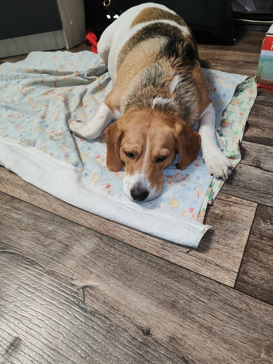 Found Dog in Plymouth, England — Dog found nearby