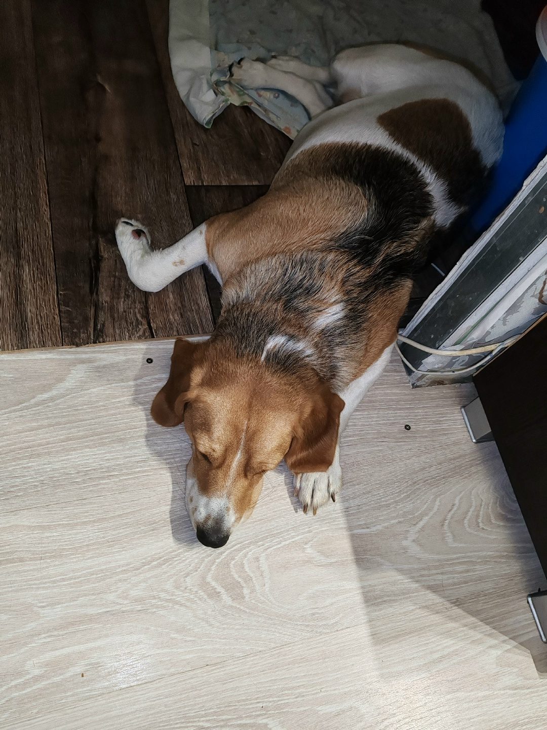 Found Dog in Aberdeen, Scotland — Dog found nearby